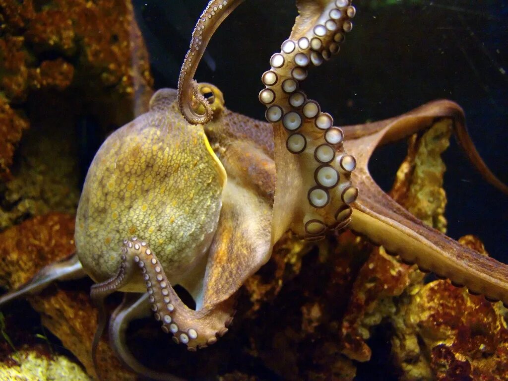 Животные моллюски осьминоги головоногие осьминог обыкновенный. Осьминог octopus vulgaris. октопус вульгарис. головоногие моллюски кальмар.