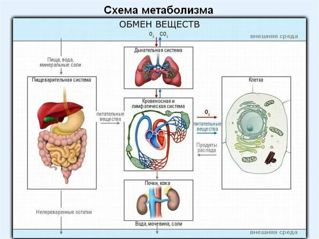 Какими веществами организм. Обмен веществ и энергии обменные процессы в организме. схема обмена веществ в организме человека 8 класс. обменные процессы в организме 8 класс биология. обмен веществ организма биология 8 класс схема человека.
