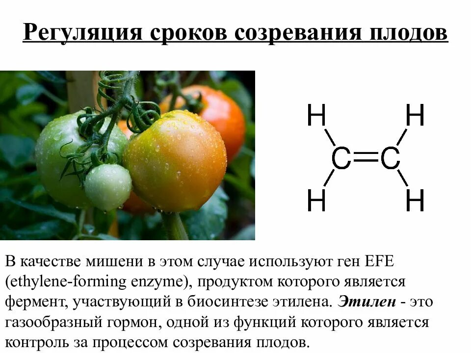 Этилен созревание