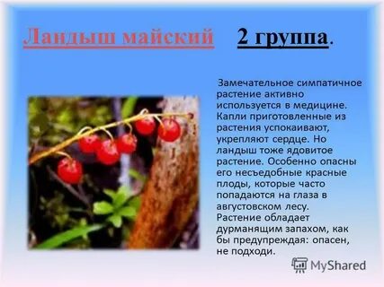 Опасные растения проект 2 класс окружающий мир