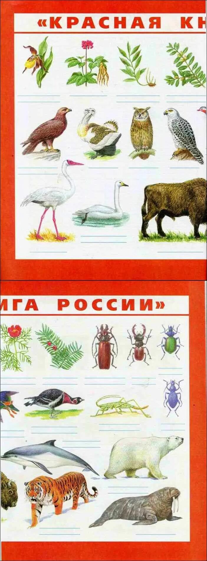 Тетради окружающий мир 4 5 лет. Красная книга россии 4 класс окружающий мир рабочая тетрадь ответы. гдз окружающий мир 4 класс рабочая тетрадь красная книга россии. гдз по окружающему миру 4 класс рабочая тетрадь 1 часть красная книга. окр мир 4 класс рабочая тетрадь красная книга россии.