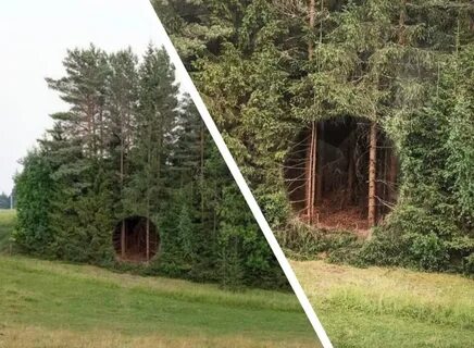 Forest hole