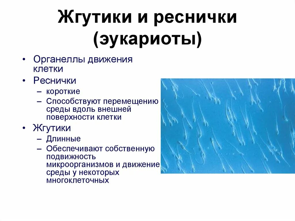 Движение среды. Функции жгутиков и ресничек эукариот. Органоиды движения эукариот. Функции жгутиков и ресничек в эукариотической клетке. Жгутики и реснички различия.