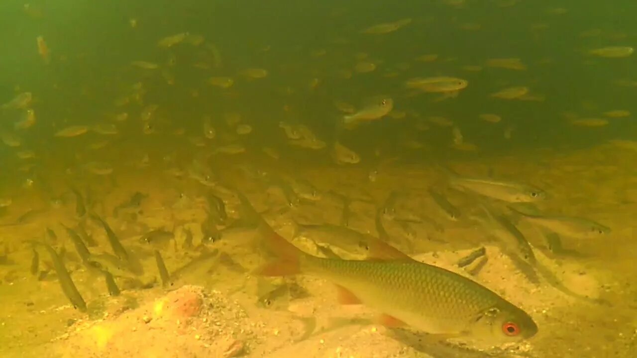 Караси температур вода. Карась в воде. Рыбы зимой под водой. Карась под водой. Плотва под водой.