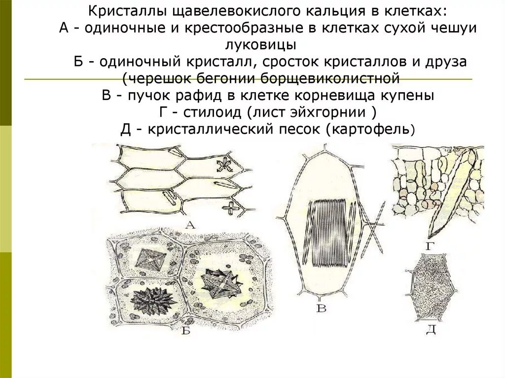 Клетка листа бегонии. Кристаллы оксалата кальция в клетках черешка листа бегонии.