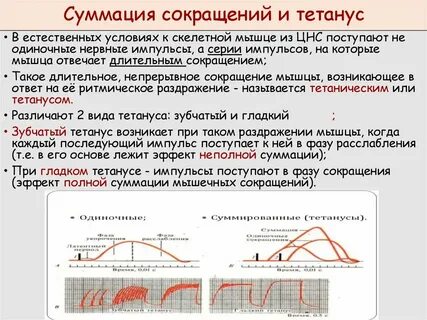 Виды суммации мышечных сокращений