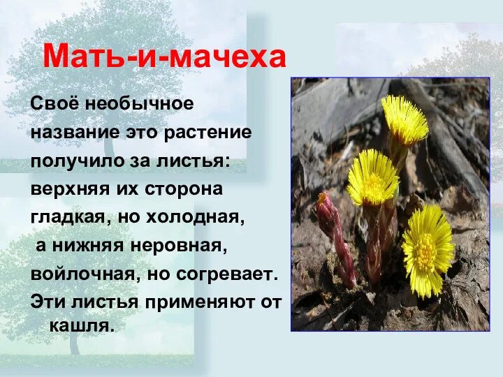 Проект про мать и мачеху 2 класс Методический материал для проведения экологической акции "Внимание, первоцвет"