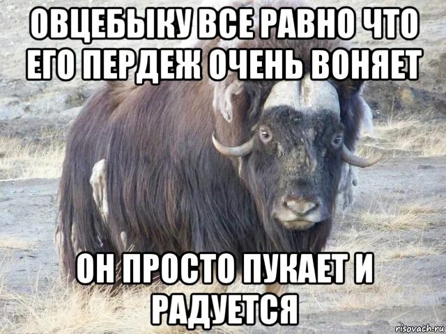 Овцебык мемы. Овцебык прикол. Он подумал понюхал пахнет