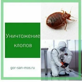 Сэс клопы отзывы