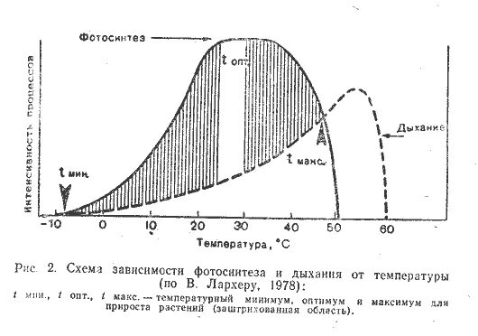 Неоднозначность действия фактора на разные функции. Влияние различных факторов на скорость процесса фотосинтеза. Фотосинтез достигает оптимума при более низких температурах. Лимитирующие факторы ф. Зависимость интенсивности фотосинтеза от температуры.