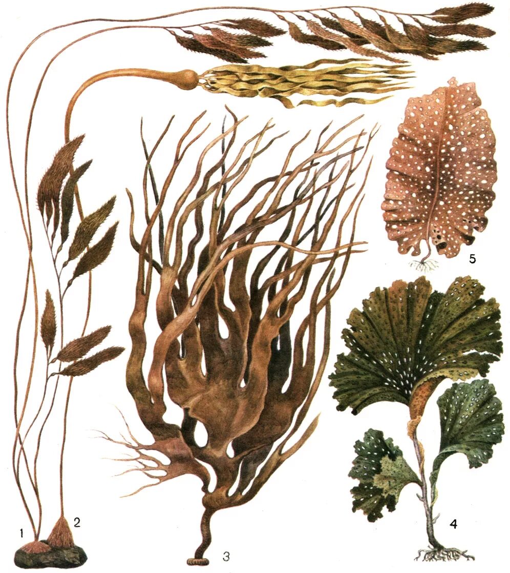 5 примеров водорослей. Бурые водоросли ламинария. Макроцистис водоросли. Охрофитовые водоросли. Бурая водоросль (Macrocystis pyrifera),.