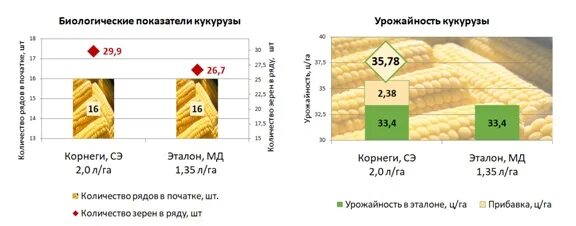 Урожайность кукурузы составляет 4 тонны. Таблица посева кукурузы. Биологическая урожайность кукурузы. Сроки высева кукурузы. Сроки посева кукурузы.