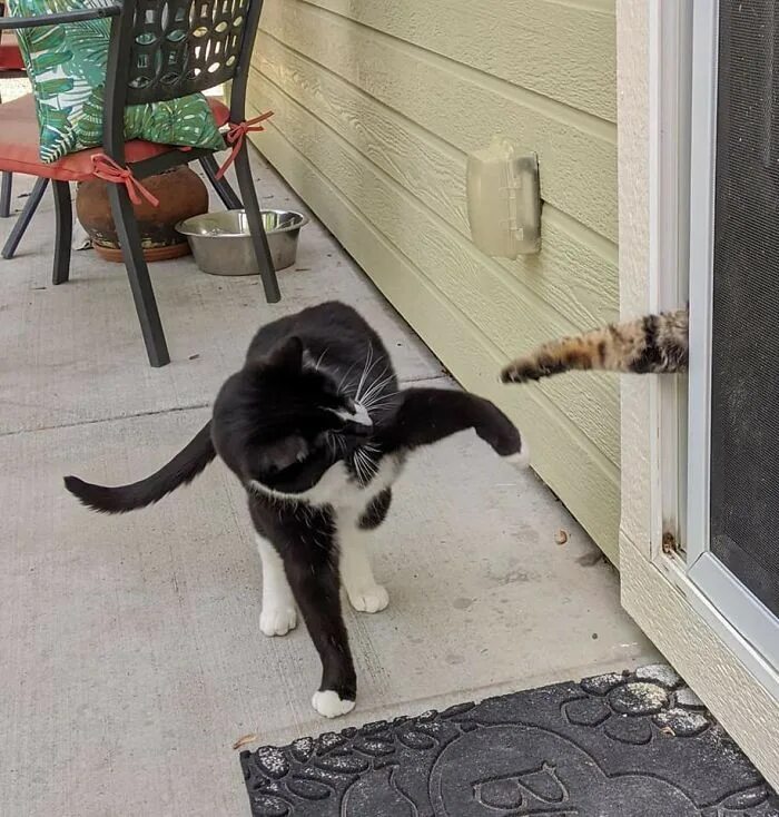 Войти кэт. Котик переступает. Strange Cat. Кошка входит в дом.