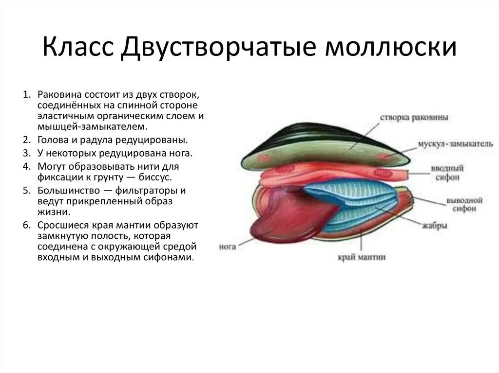 Органы размножения открываются в мантийную полость. Класс двустворчатые моллюски выделительная система. Биология 7 класс двустворчатые моллюски пищеварительная система. Раковины двустворчатых моллюсков биология 7 класс. Строение раковины моллюсков класса двустворчатые.