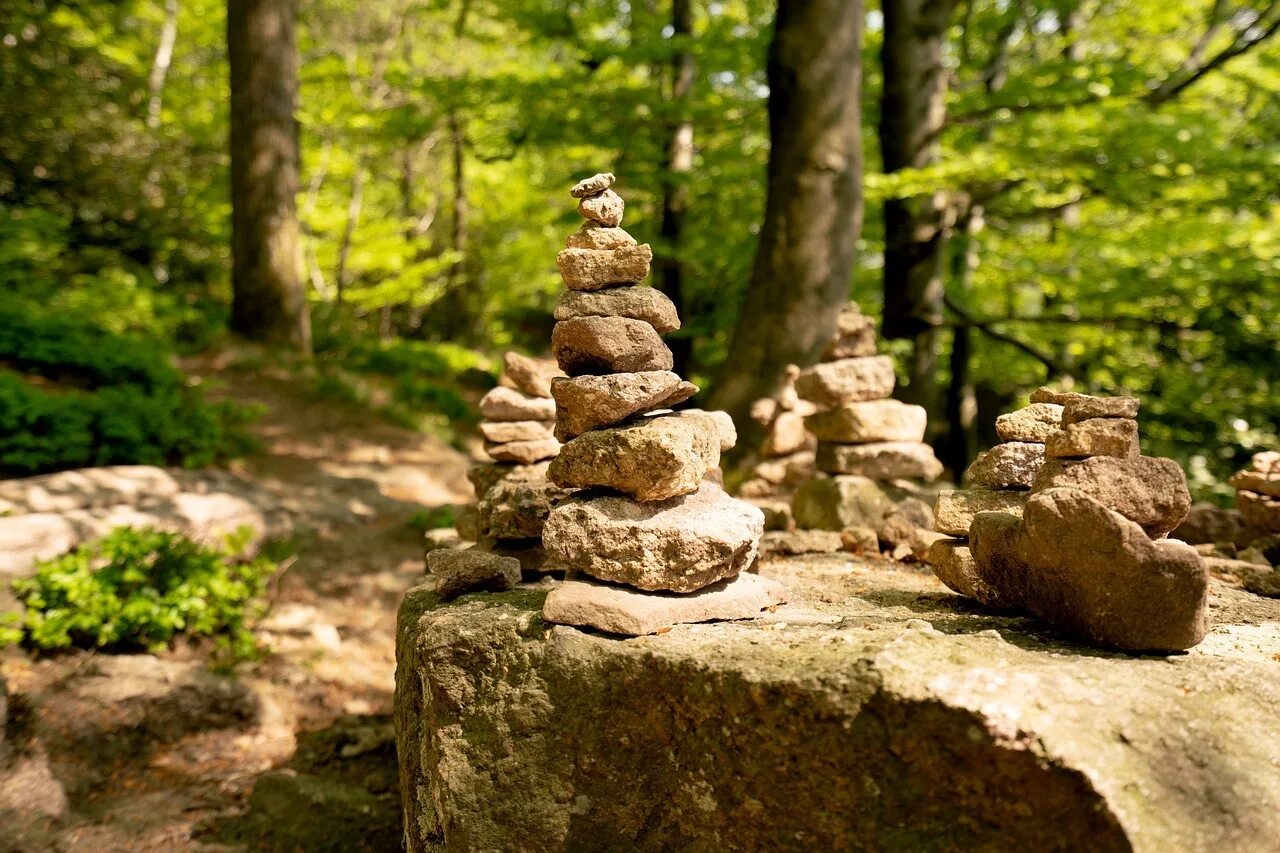 Камень дерева. Дерево на Камне. Природа камень лес. Камни в природе. Валун из дерева.