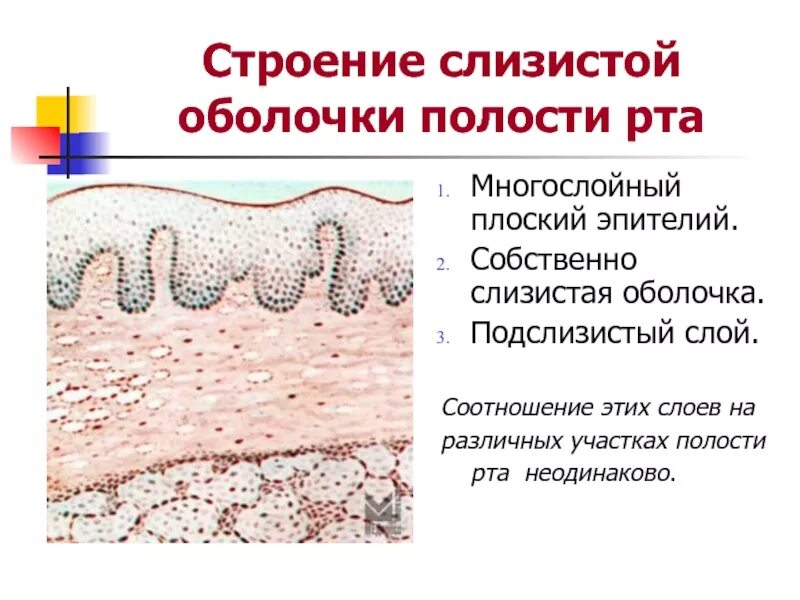 Слизистые покровы или гладкая поверхность мелкие. Слизистая оболочка полости рта гистология. Слизистая оболочка полости рта в норме. Слизистые оболочки полости рта. Типы слизистой оболочки полости рта.