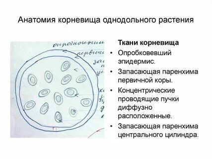 Проводящая система однодольных