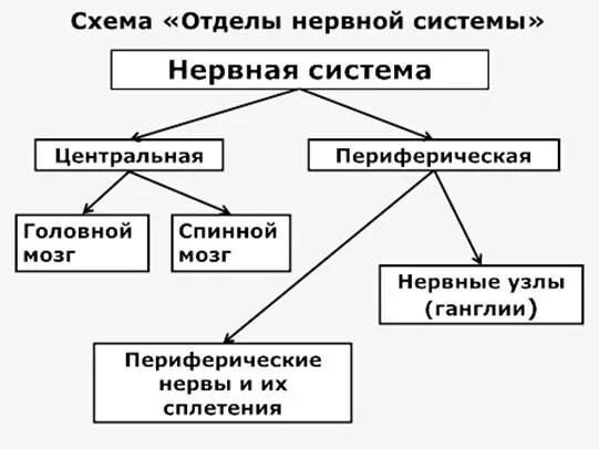 Нервная система Центральная и периферическая схема. Схема подразделения нервной системы на центральную и периферическую. Схема классификация строение периферической нервной системы. Схема нервная система периферическая Центральная и периферическая. Подразделения нервной системы