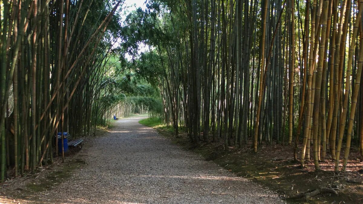 сочинский дендрарий бамбуковая роща. дендрарий сочи бамбук. бамбуковая роща мацеста. сочинский дендрарий бамбуковая роща. дендрарий сочи бамбуковая роща.