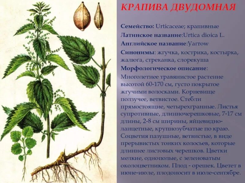 Листья крапивы двудомной. Крапива двудомная (Urtíca dióica). Крапива двудомная (Urtica dioica). Крапива двудомная гербарий.