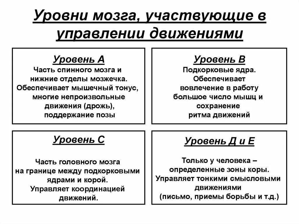 Уровни управления движениями. Теория уровней построения движений. Уровни организации движений по н.а Бернштейну. Теория движения по Бернштейну.