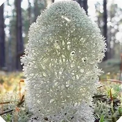 Олений мох сканворд