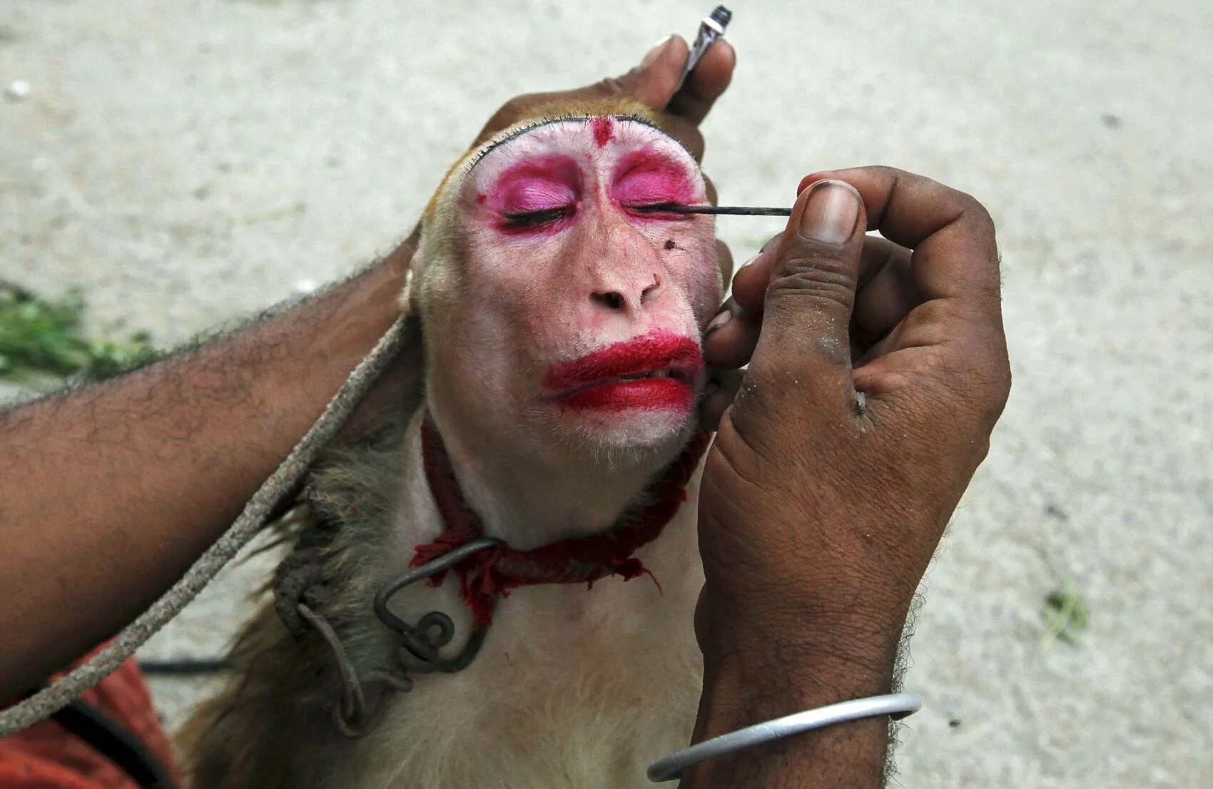 накрашенная мартышка. крашеная обезьянка. обезьянка с макияжем. юбещяна с накрашенными. накрашенная обезьяна.