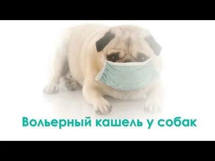 Вольерный кашель