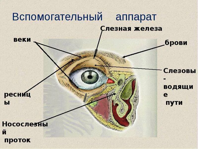 Слезные железы вспомогательный аппарат. Вспомогательный аппарат глаза. Вспомогательный аппарат зрительного анализатора. Вспомогательный аппарат ухо. Вспомогательный аппарат органов чувств.