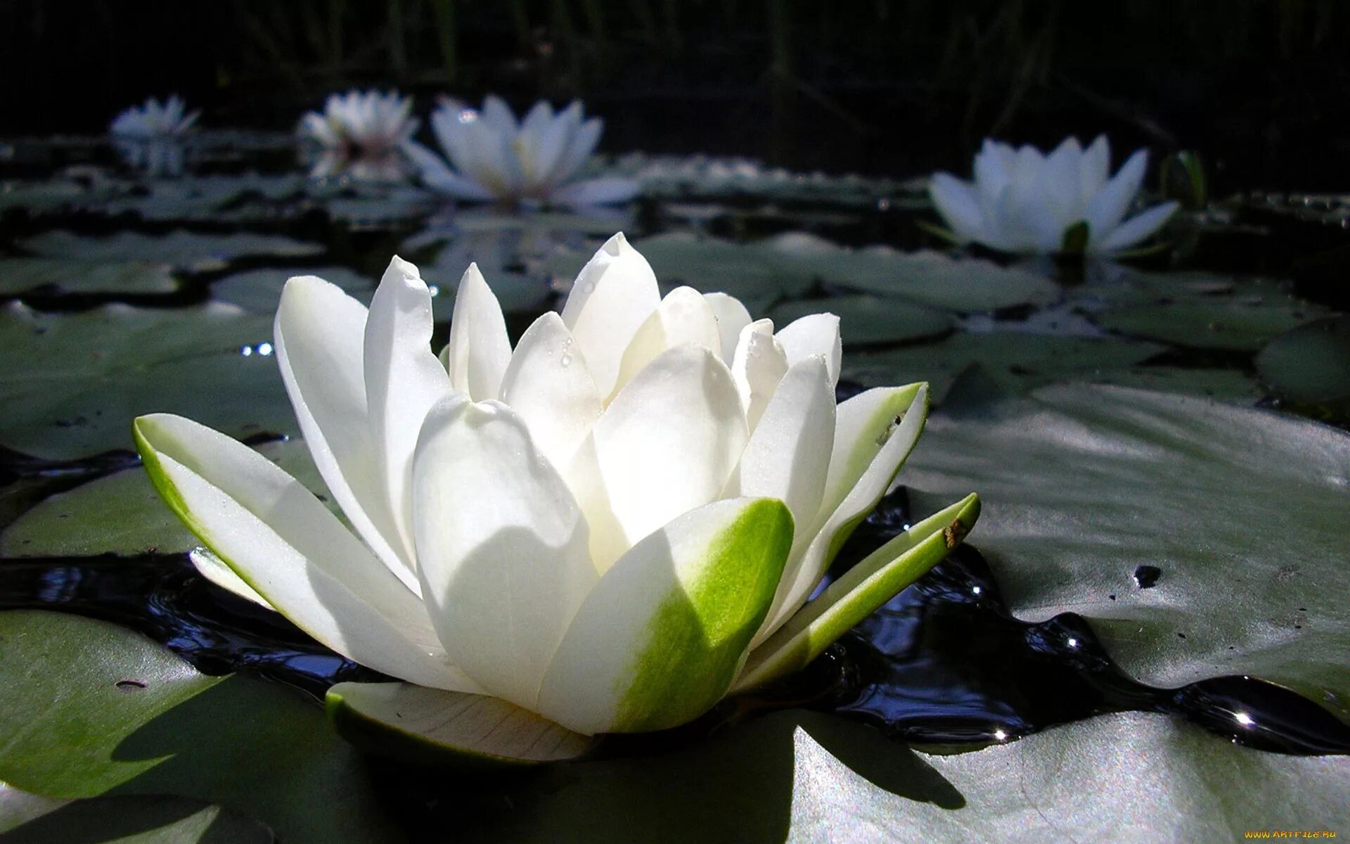 Белый Лотос Nymphaea Lotus. Лотос кувшинка водяная Лилия. Кувшинка белая Лотос белый. Лотус цветок белый. Водяная лилия 8