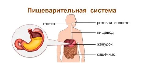 Желудок какая система органов