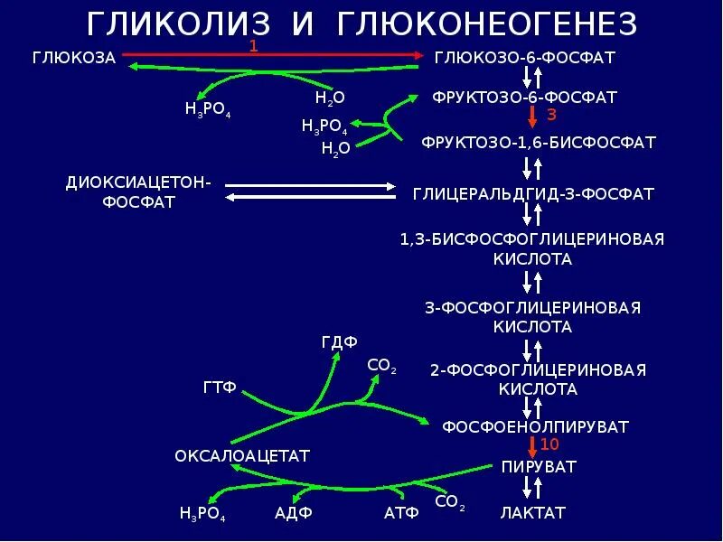 Синтез Глюкозы из пирувата реакции. Цикл гликолиза биохимия. Глюконеогенез цикл кори реакции биохимия. Синтез Глюкозы из лактата биохимия.