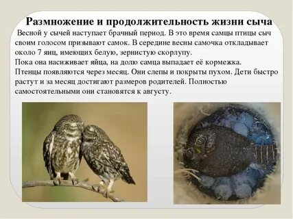 Сколько живет сова
