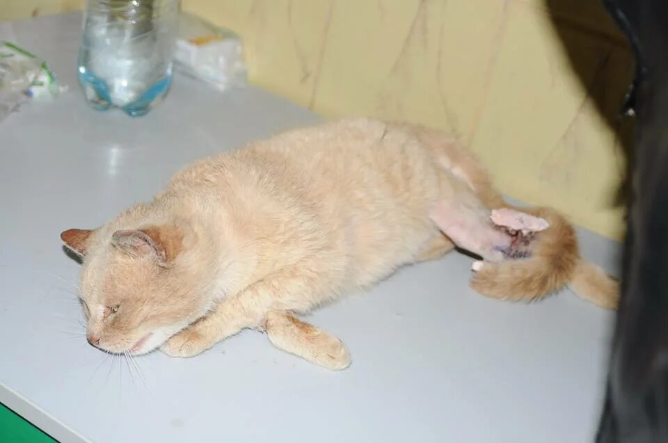 Кот со сломанной лапой. У бездомного кота сломана лапа. рыжий кот со сломанной лапкой в перми.