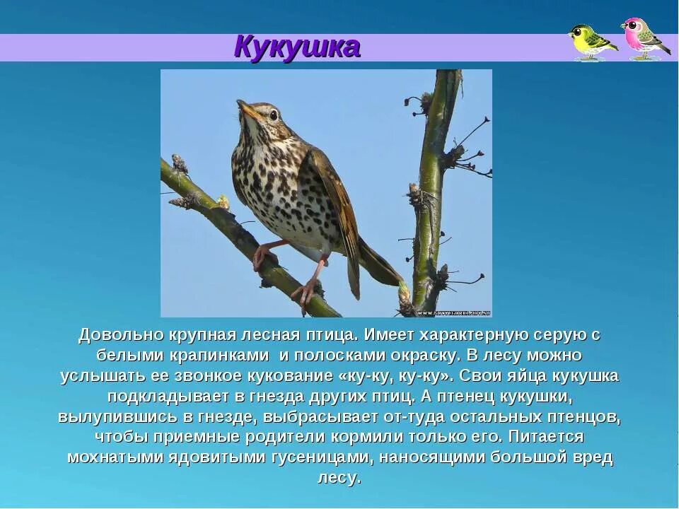 Почему кукушка просит прилетевшего. Кукушка особенности. кукушка описание. кукушка птица фото и описание. кукушка описание для детей.
