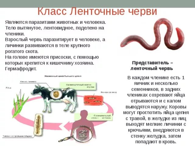 Чем наружные паразиты отличаются от. Паразитические ленточные черви строение. Тип плоские черви ленточные черви. Строение ленточного червя таблица. Ленточные черви характеристика представители.