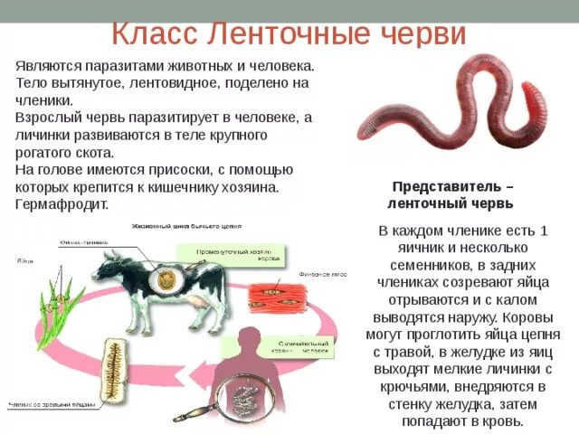 Признаки класса черви. Паразитические ленточные черви строение. Тип плоские черви ленточные черви. Строение ленточного червя таблица. Ленточные черви характеристика представители.