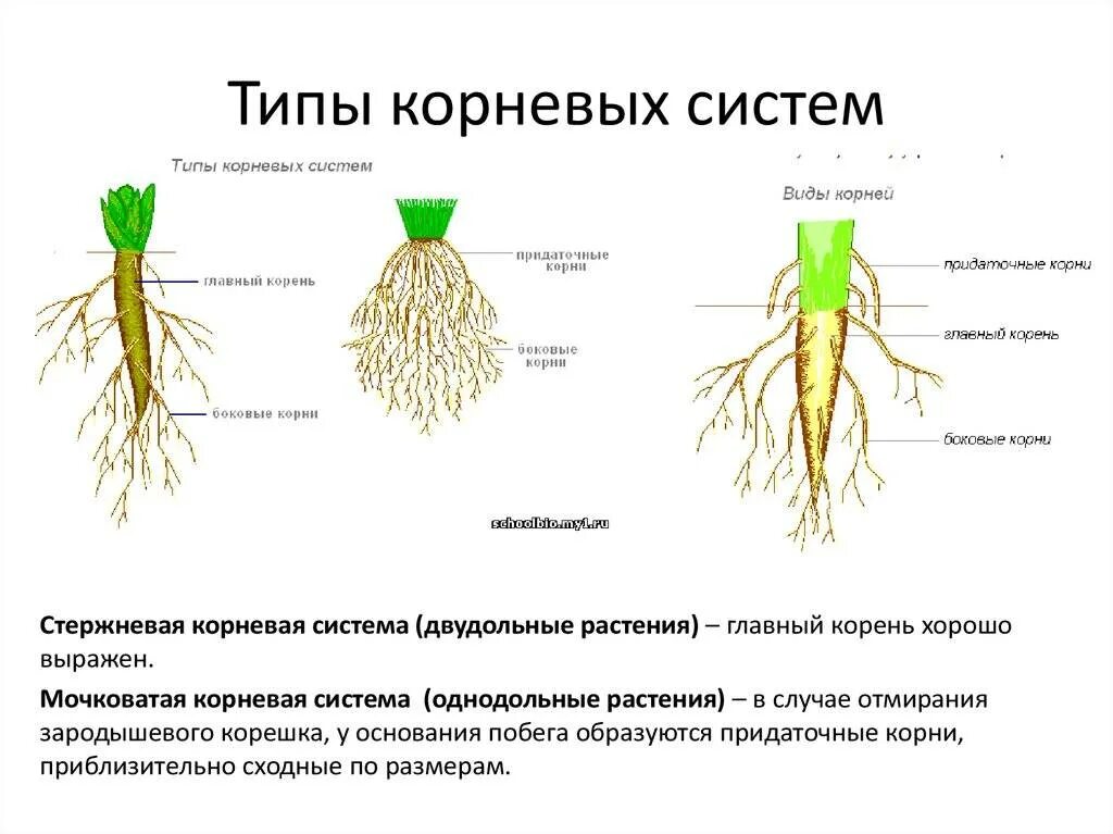 Придаточные корни развиваются из зародышевого корешка. Стержневая и мочковатая система корня. Мочковатая корневая система это в биологии 6 класс. Типы корневых систем. Стержневая система корня у двудольных.