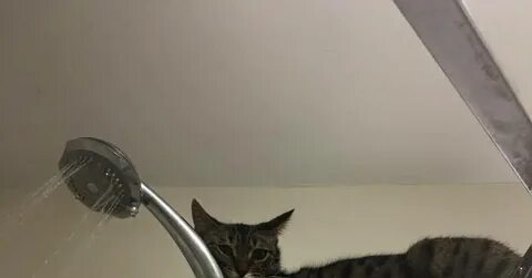 Кот в душе