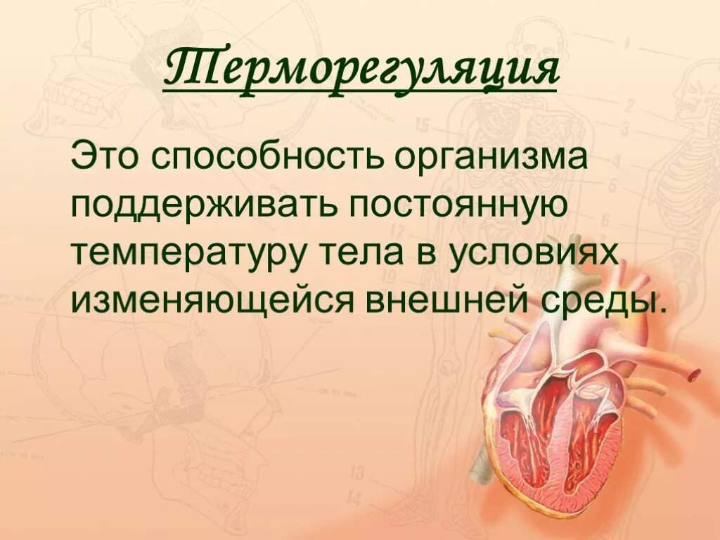 Выполняет терморегуляторную функцию. Роль кожи в терморегуляции организма. Роль кожи в процессах терморегуляции. Кожа орган терморегуляции. Структуры организма участвующие в терморегуляции.