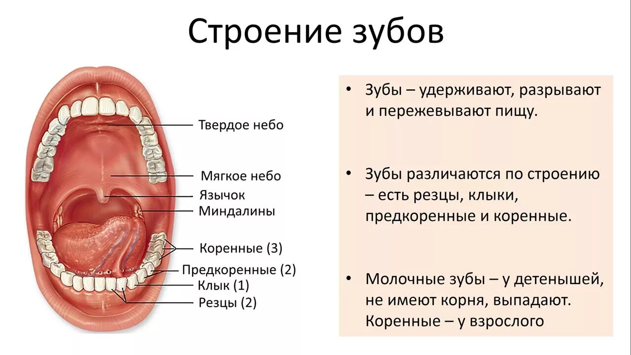 Зубы анатомия пищеварительная система. Строение зуба человека ЕГЭ биология. Строение ротовой полости и зубов. Пищеварение в ротовой полости строение зуба.