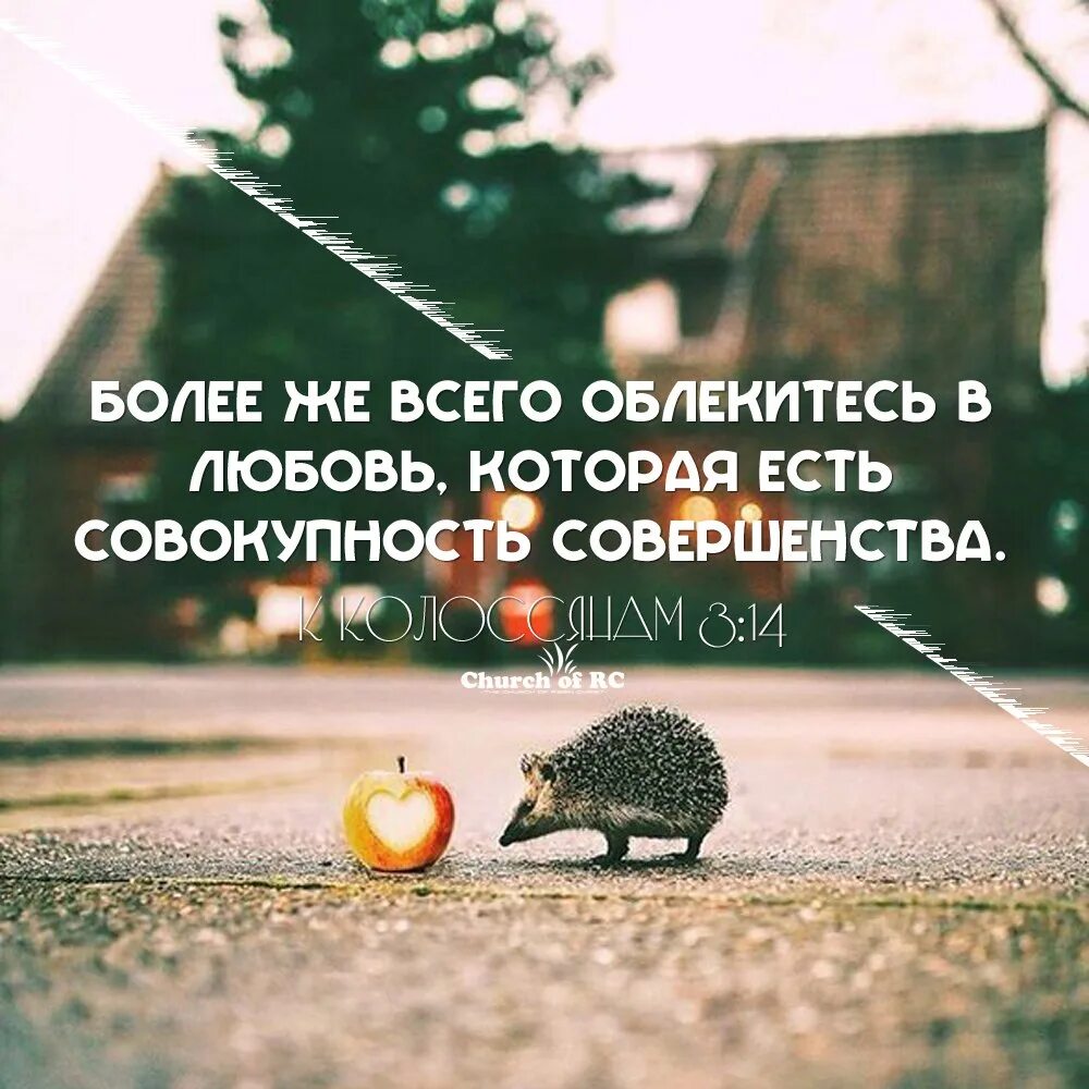 Более же всего облекитесь в любовь. Болие облекитесь в любовь которая есть совокупность совершенства. Любовь есть совокупность совершенства библия. Любовь совокупность совершенства. Любовь совокупность совершенства.