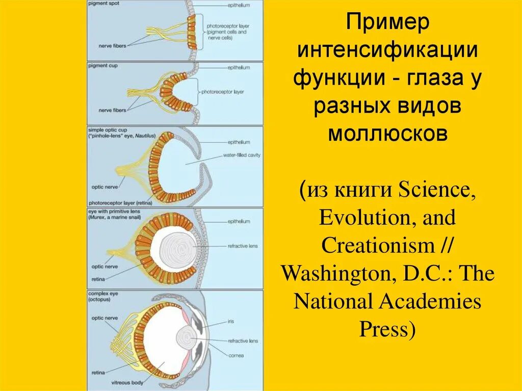 Эволюция органов и функции. Эволюция органов зрения. эволюция органов зрения у моллюсков. процесс эволюции органов зрения у животных и определить его значение. интенсификация функций.