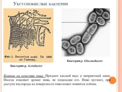 Роль уксуснокислых бактерий