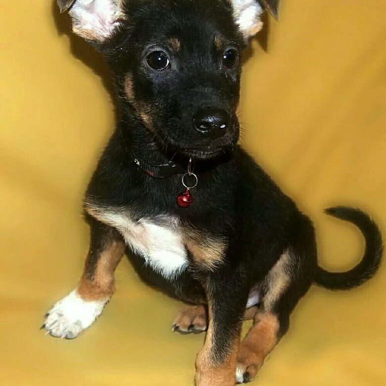 щенки даром уфа