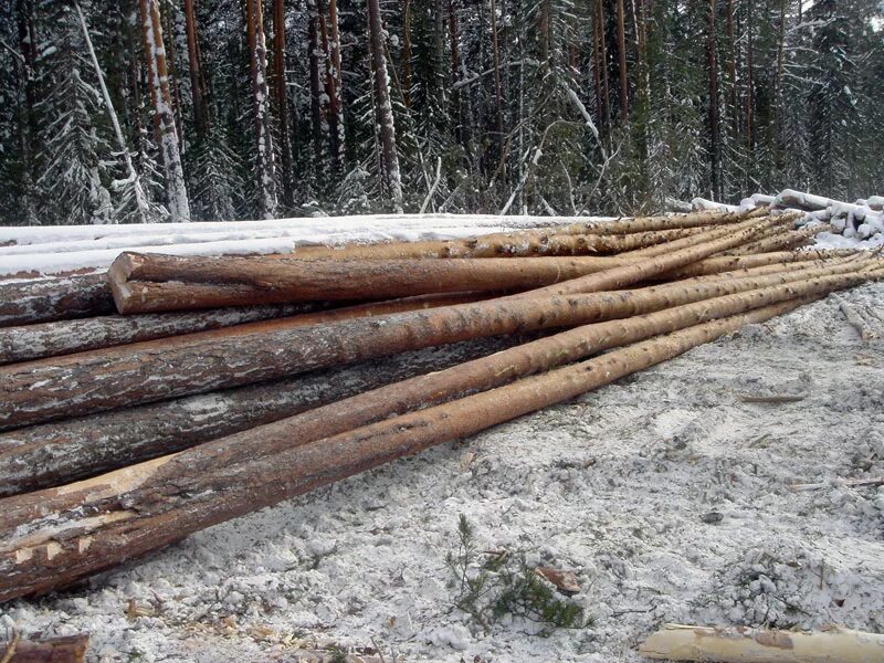 лес кругляк пиловочник на сруб. хлыст бревно кряж. хлыст пиломатериалы. лесозаготовка круглый лес. хлыст пиломатериалы.