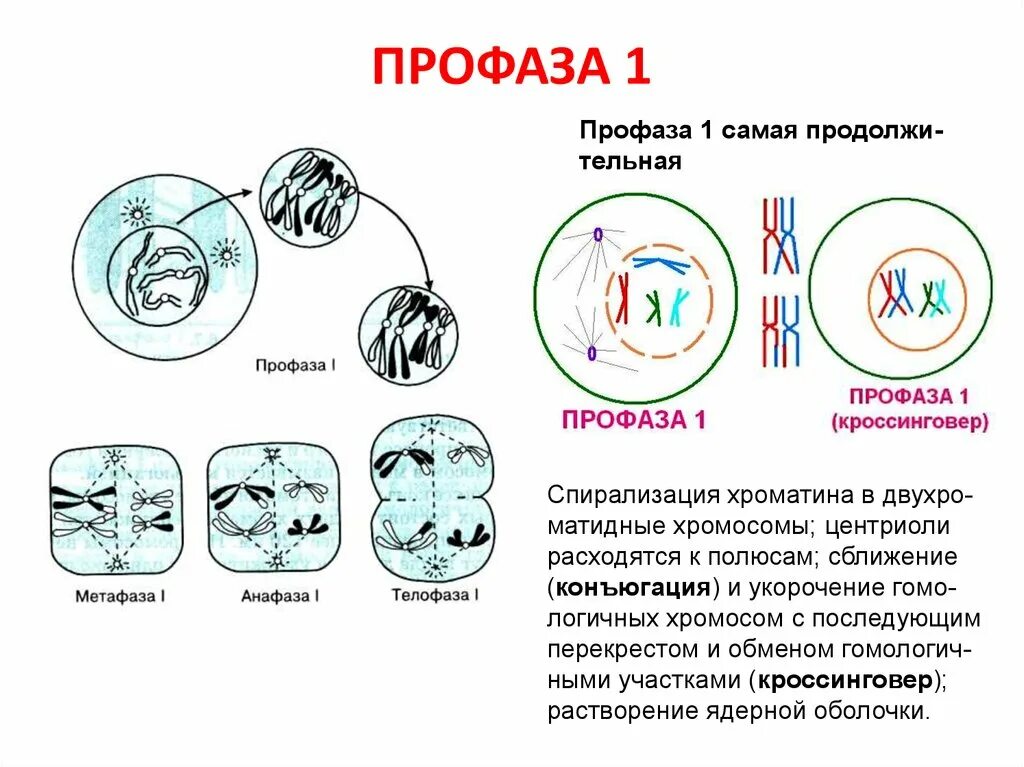 В профазе мейоза 1 происходят процессы. Фазы профазы 1 мейоза. Стадии профазы 1 мейоза. Мейоз 1 профаза 1. Кроссинговер в профазе 1 мейоза.