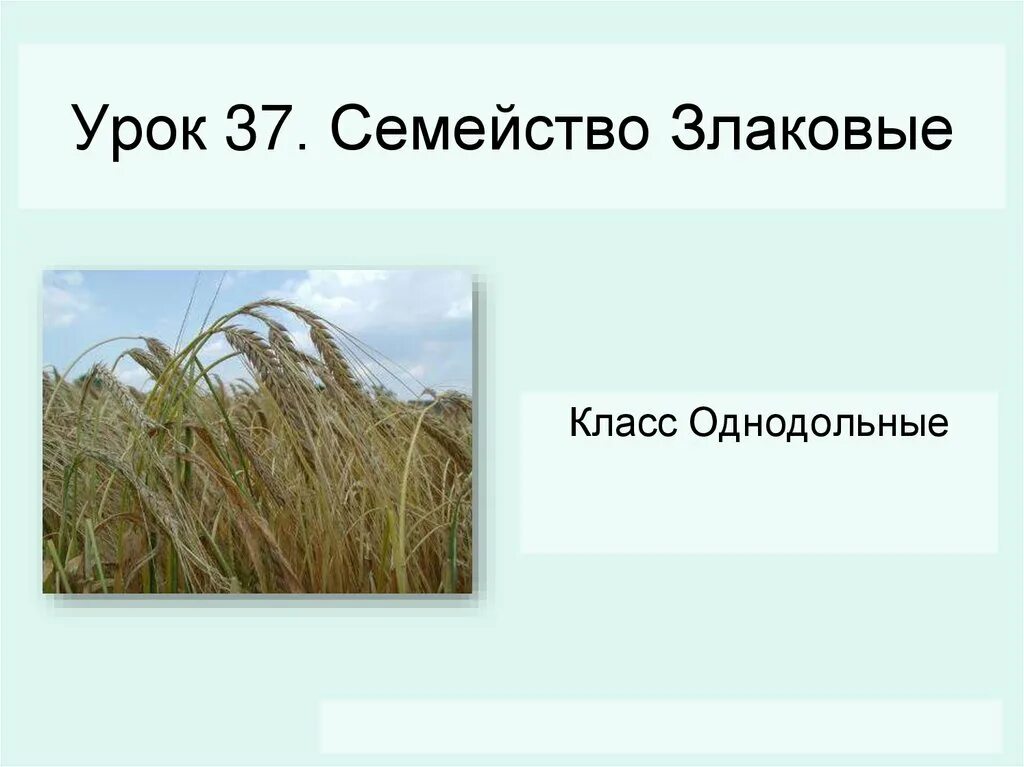 Семейство злаковые 7 класс. Однодольные семейство злаковые. Класс Однодольные семейство злаковые. Характеристика семейства злаковые. Семейство злаковые схема.