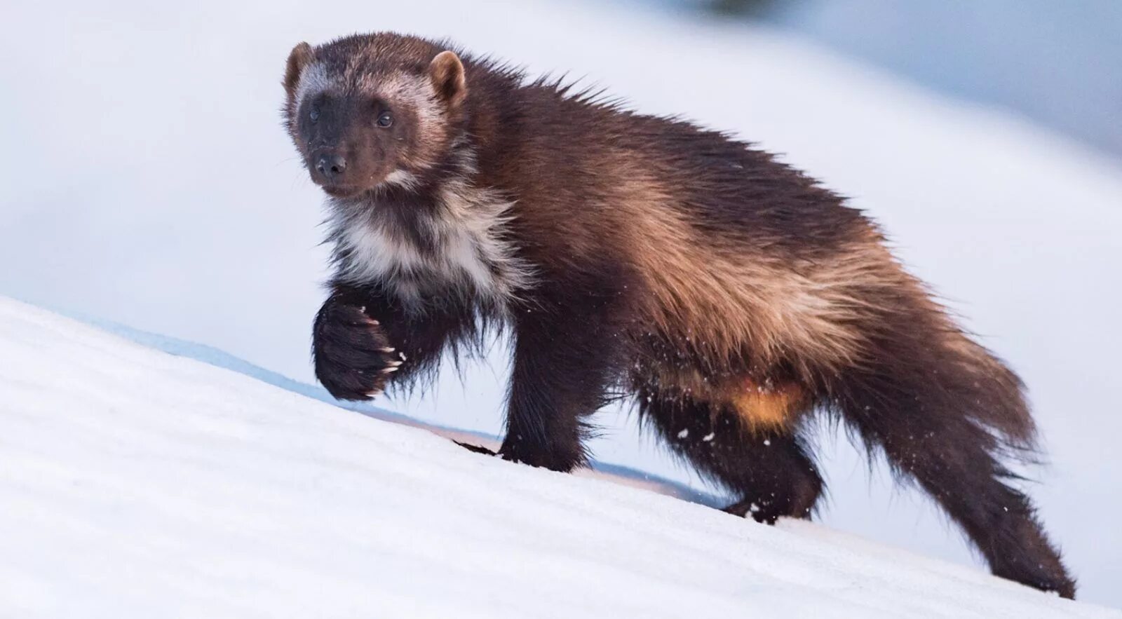 Wolverine Wolverine animal, Wolverine, Animals