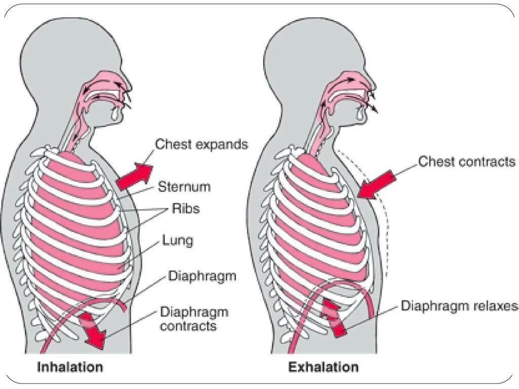 Механизм дыхания схема. Механизм дыхания диафрагма вдох и выдох. Диафрагма механизм вдоха и выдоха. Дыхательные движения схема вдох выдох. Роль грудной клетки в процессе дыхания
